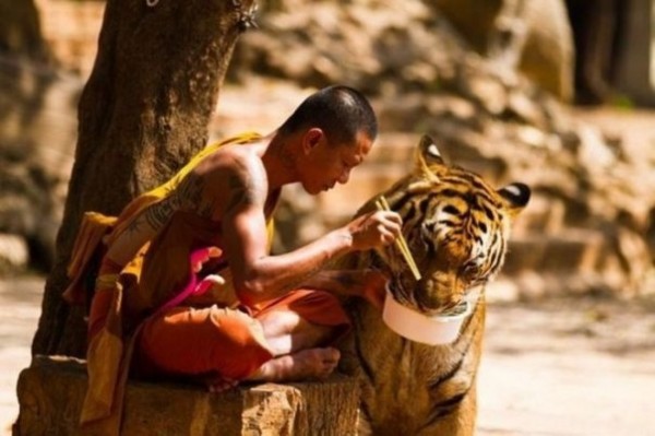 Тигриный монастырь в Тайланде Буддийский монастырь на западе Тайланда, основан в 1994 году Пхра Ачарн Пхусит Кантхитхаро как лесной (#стихи_разное)