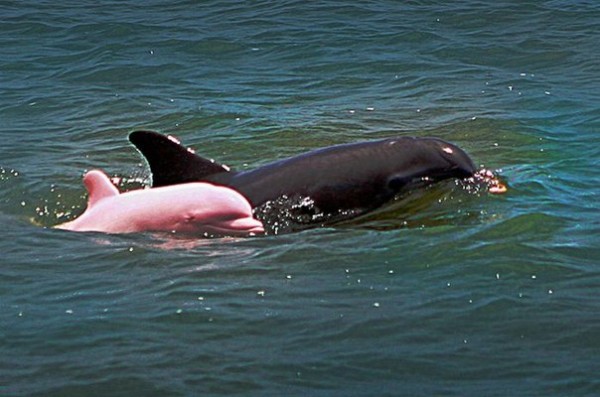 УДИВИТЕЛЬНОЕ СОЗДАНИЕ - РОЗОВЫЙ ДЕЛЬФИН Одним из самых интересных млекопитающих реки Амазонка является розовый дельфин. (#стихи_разное)