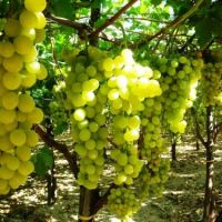  Виноградной лозы ароматная гроздь.. (marina 67. стихи и басни)