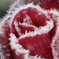  Роза в снегу... (marina 67. стихи и басни)