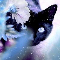  Чёрная кошка... (marina 67. стихи и басни)