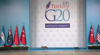 Три кошки стали звездами саммита «Большой двадцатки»