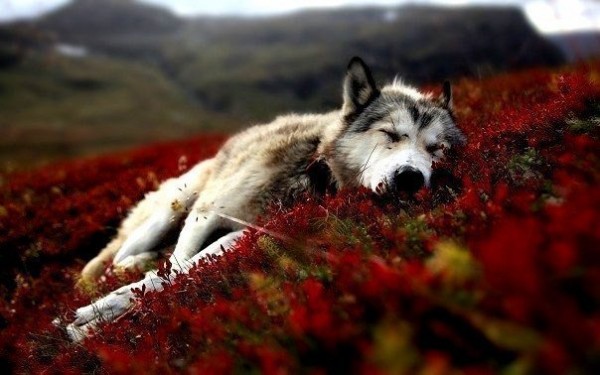 Удачная на днях была охота, Легко нашел я логово волков. Волчицу (#стихлюбви)