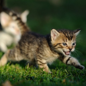 Ученые: кошки знают законы физики