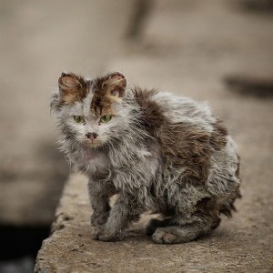 Игорь Мазунин УРОДЛИВЫЙ КОТ Когда-то давно жил я в стареньком доме.