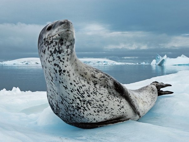 Фотография Пол Никлен Морской леопард - единственный вид тюленей, основа рациона которых – теплокровные животные.
