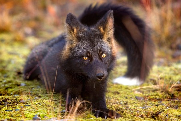 Существует легенда, что чёрно-бурая лисица (чернобурка) приносит счастье всем, кто хоть раз ее видел, ведь это чрезвычайно редкое животное.