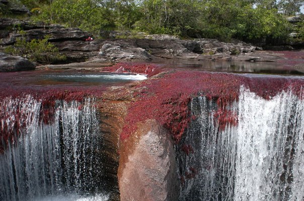 Каньо Кристалес - уникальная река, расположенная в Колумбии. В ложе реки можно встретить несколько цветов: красный, жёлтый, чёрный, голубой и зёленый. Такое богатство красок обусловлено жизнедеятельностью большого количества водорослей.