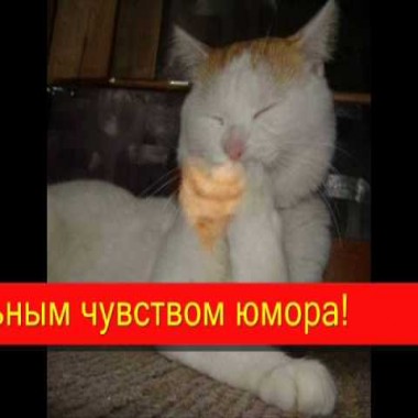 Всем кошкам и кошатникам!.wmv (для души)