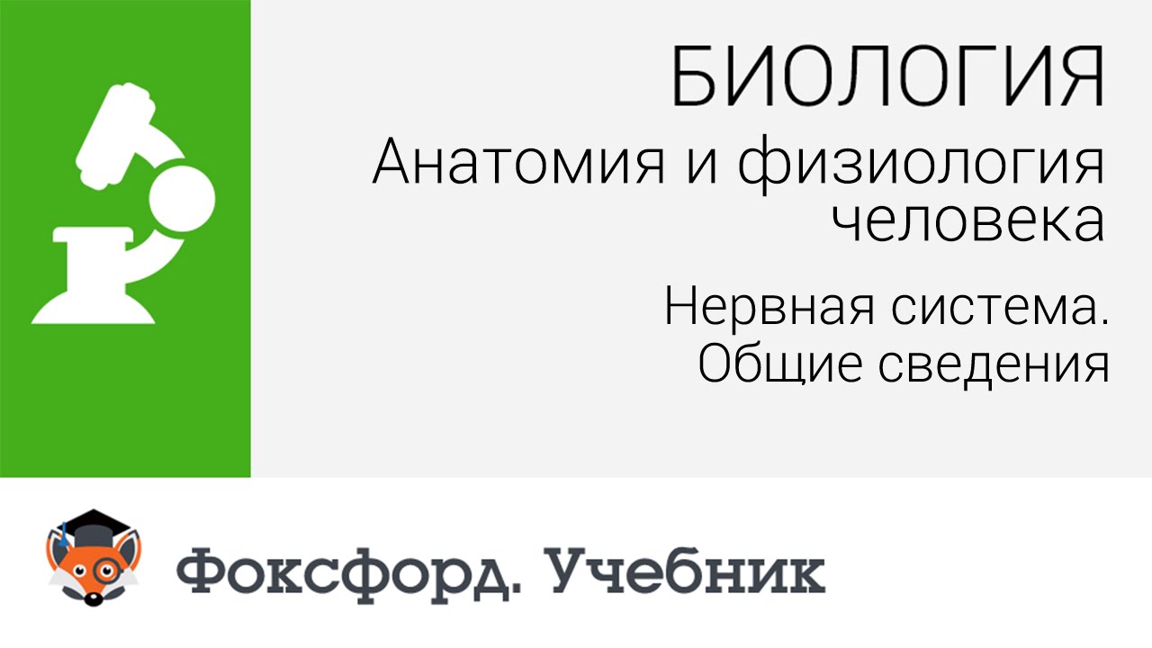 Анатомия и физиология человека: Нервная система. Общие сведения. Центр онлайн-обучения «Фоксфорд»