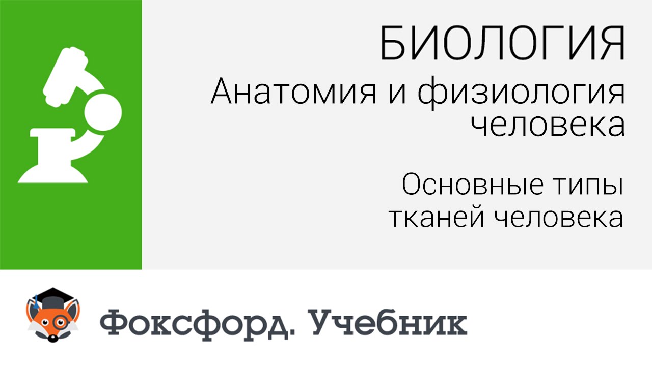 Анатомия и физиология человека: Основные типы тканей человека. Центр онлайн-обучения «Фоксфорд»