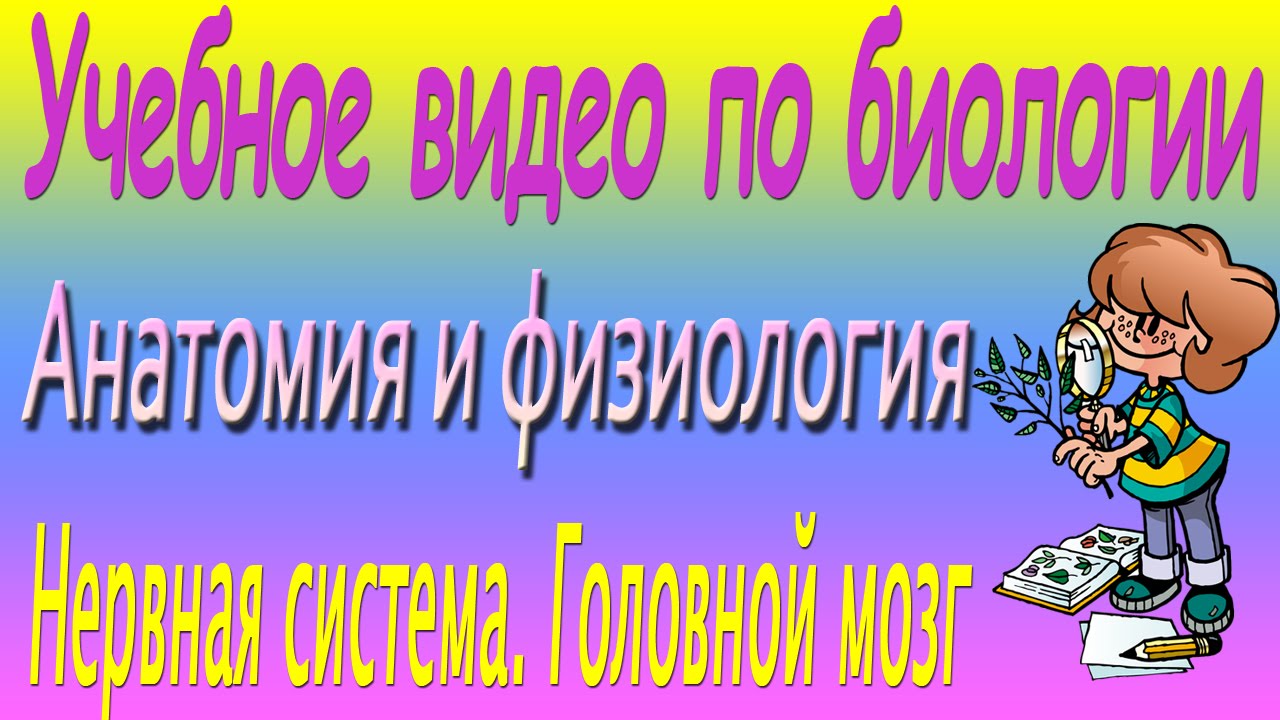 Анатомия и физиология. Нервная система. Головной мозг