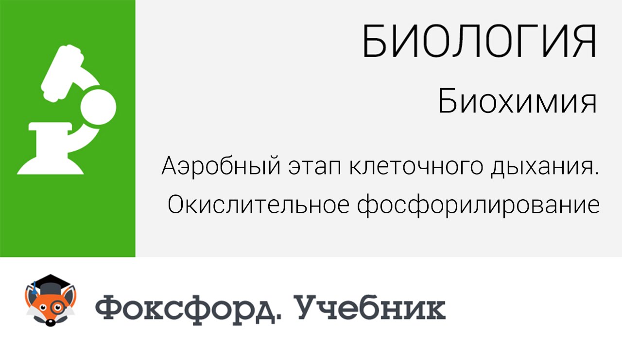 Аэробный этап клеточного дыхания. Окислительное фосфорилирование. Центр онлайн-обучения «Фоксфорд»