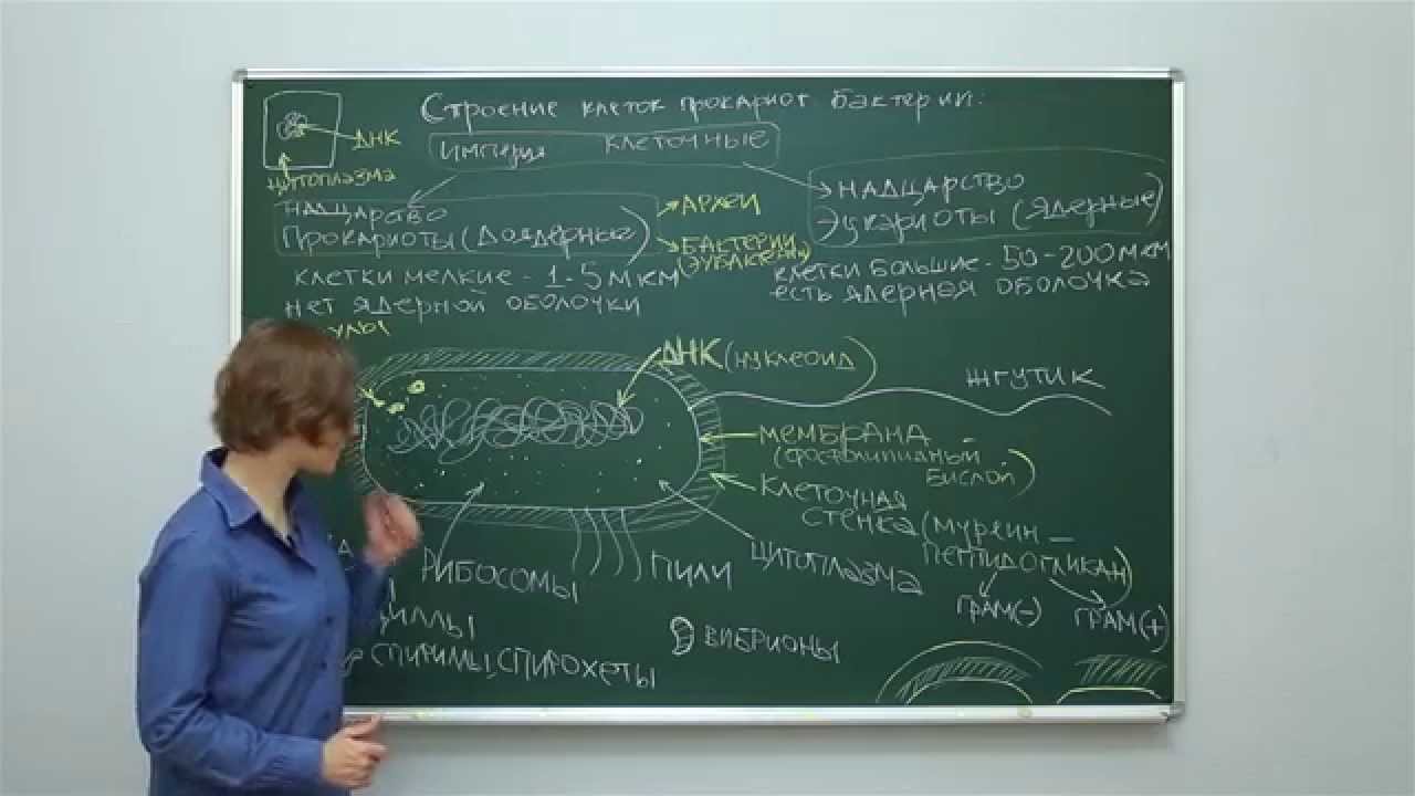 Биология. Цитология: Строение клеток прокариот. Бактерии. Центр онлайн-обучения «Фоксфорд»