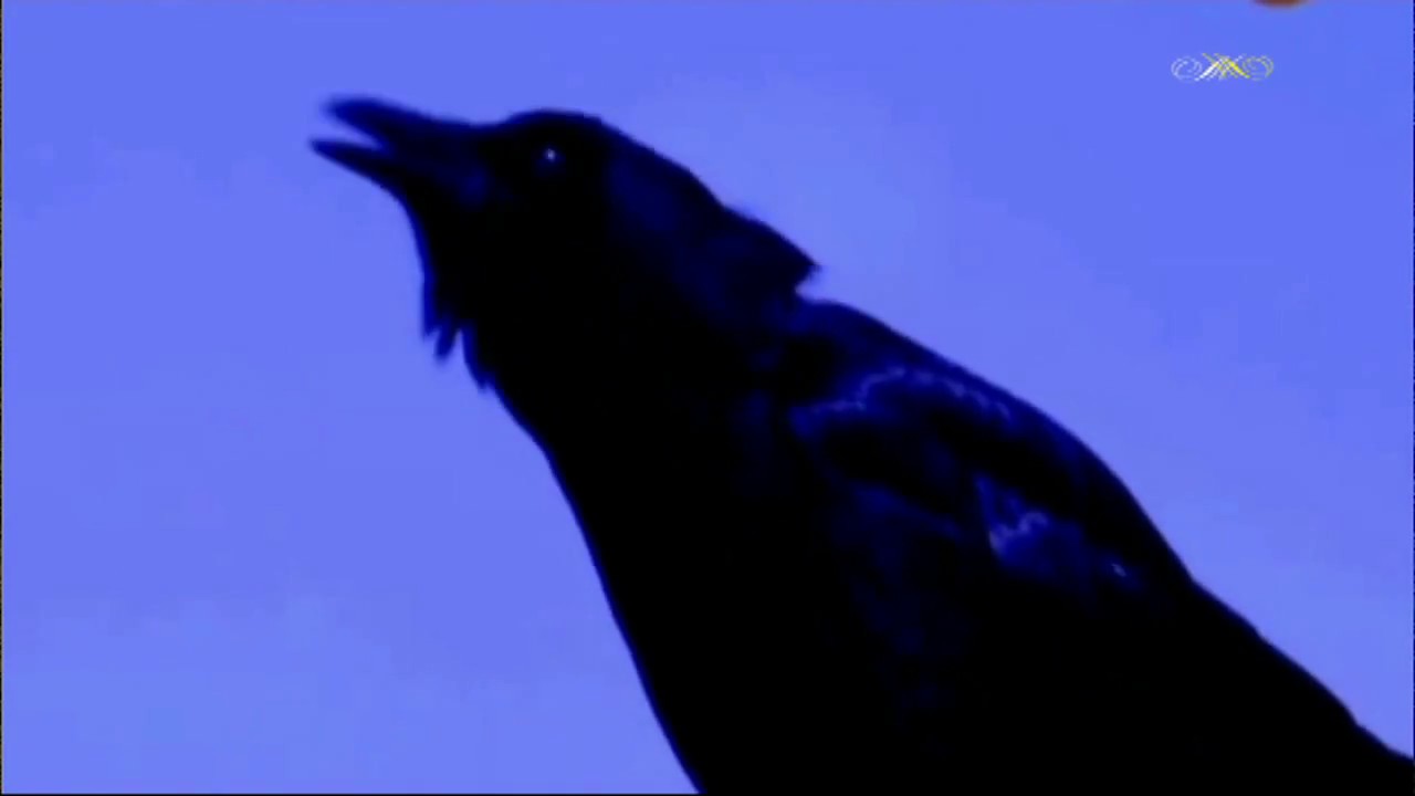 Чёрный ворон, друг ты мой залётный... - старинная казачья песня