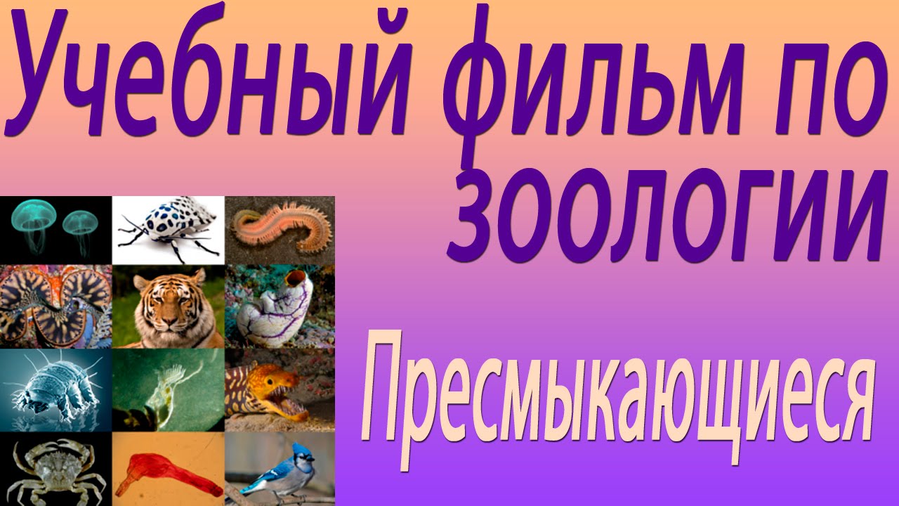 Пресмыкающиеся. Учебный фильм по зоологии
