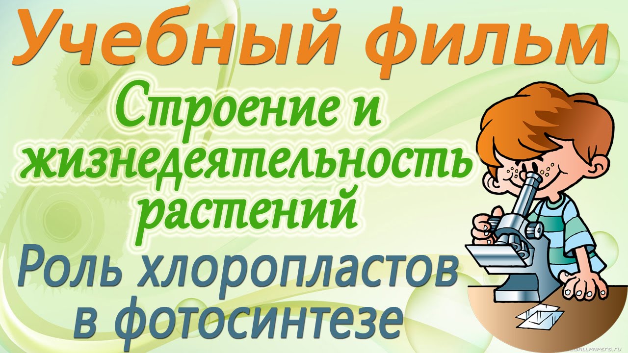 Роль хлоропластов в фотосинтезе. Учебный фильм