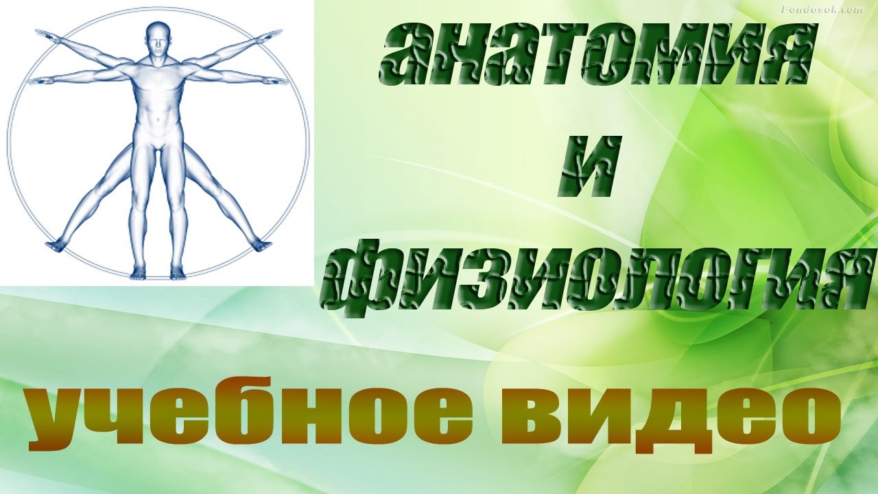Выделительная функция почек. Учебный фильм по физиологии