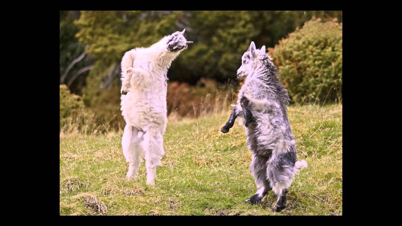 Два козлика - Ушинский (сказка)