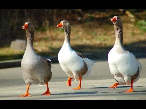 Гуси вы гуси