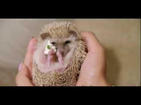 Маленький ежик. Детские песни про ежиков