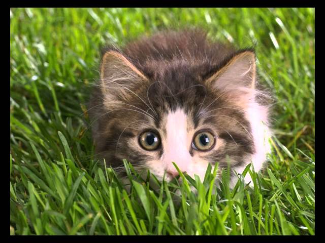 Сказка про котенка Янока