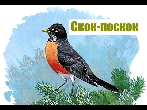 Скок поскок