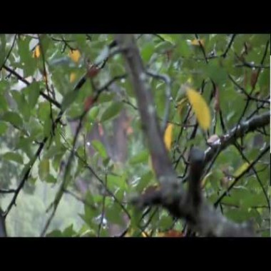 Омар Хайям - Дай чашу и слушай 19