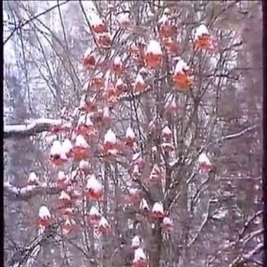 Люди своего времени Ольга Викландт
